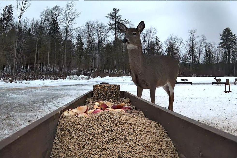 Brownville Maine’s Food Pantry For Deer Streams Live Feedings Every Day