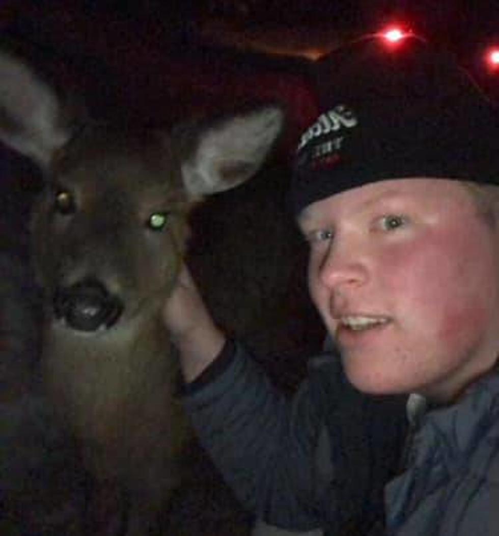 After Hitting a Deer in Maine, Deer and Driver Become Besties