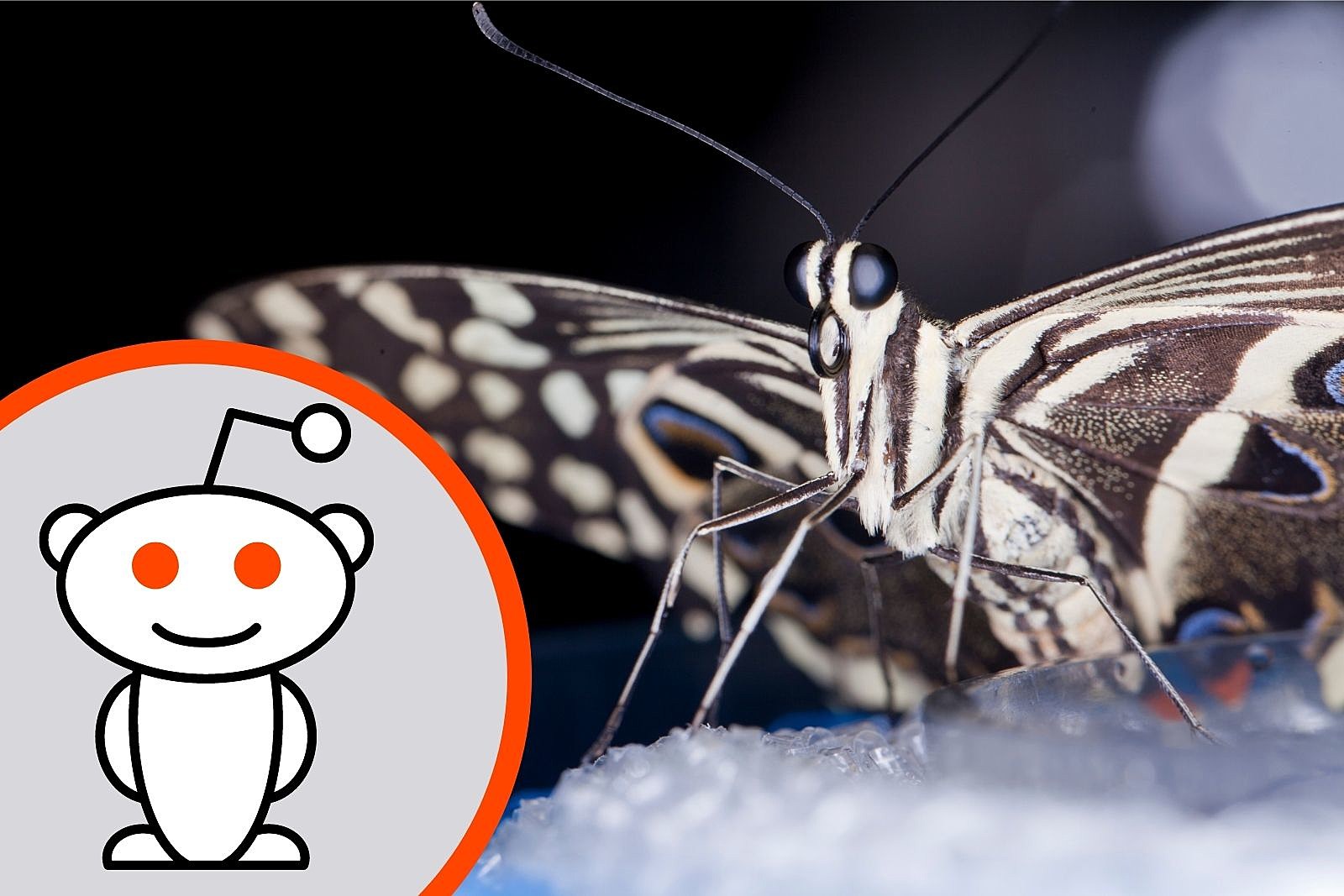 Redditor Shares Incredible Butterfly Effect Story Set in Maine