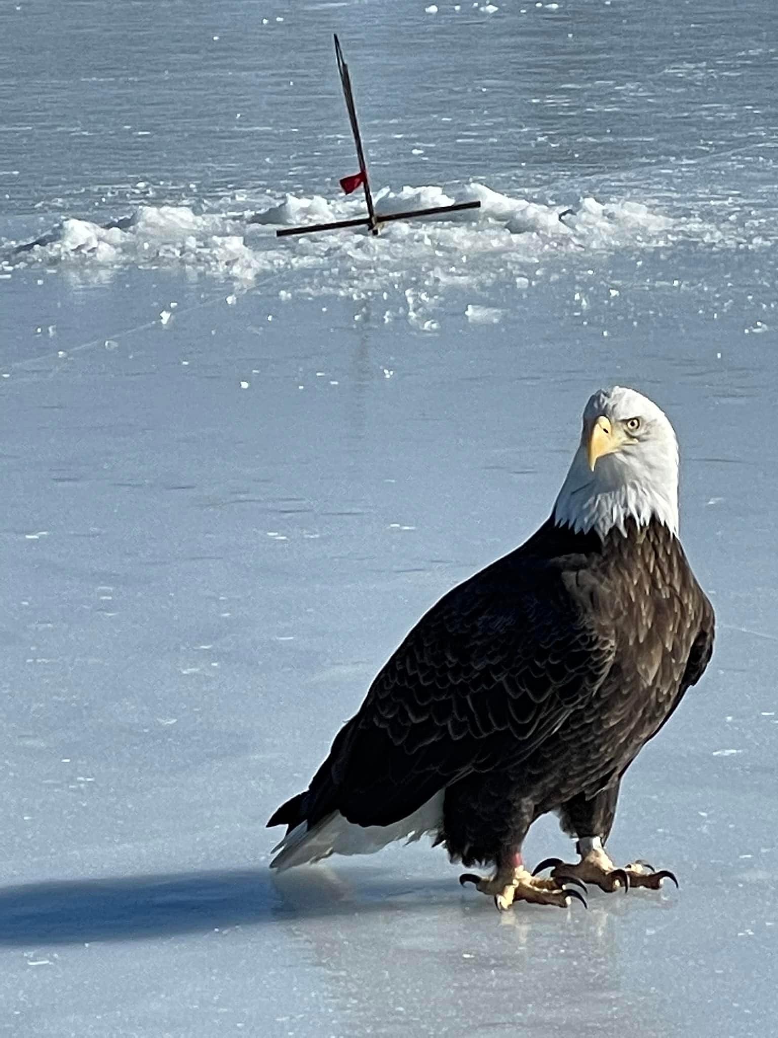 River, Bald Eagle - Veterinary Medicine at Illinois