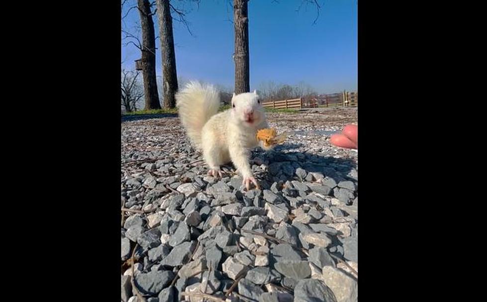 Watch Mainer Hand Feed Peanut Butter to an Adorable Rare White Squirrel