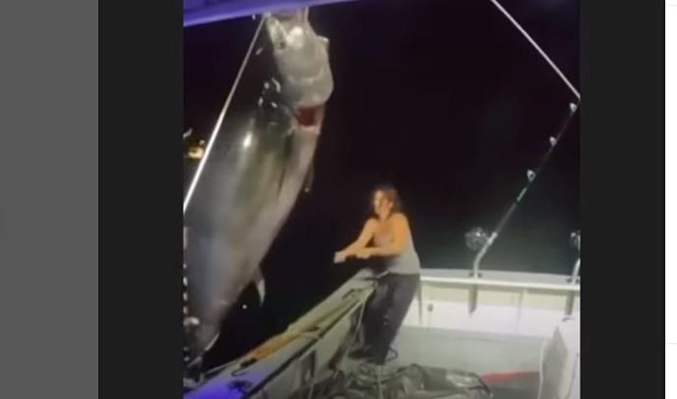 WATCH: New Hampshire Woman Alone Gets 1,000 Pound Tuna in Her Boat