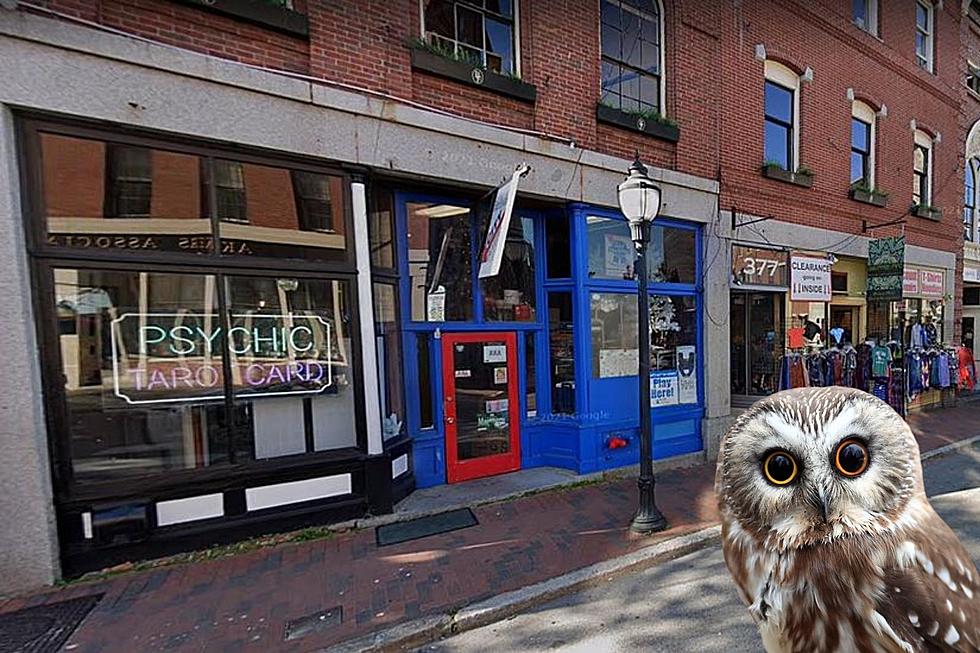 The Cutest Owl Was Found and Rescued in Portland Maine’s Old Port