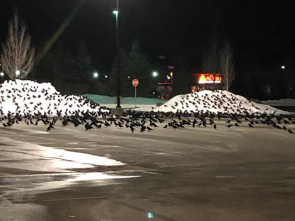 Hundreds of Crows at Scarborough Lowe's Parking Lot is Creepy