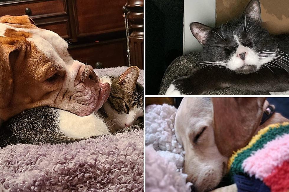 65 Pictures of Sweet Maine Pets Sound Asleep