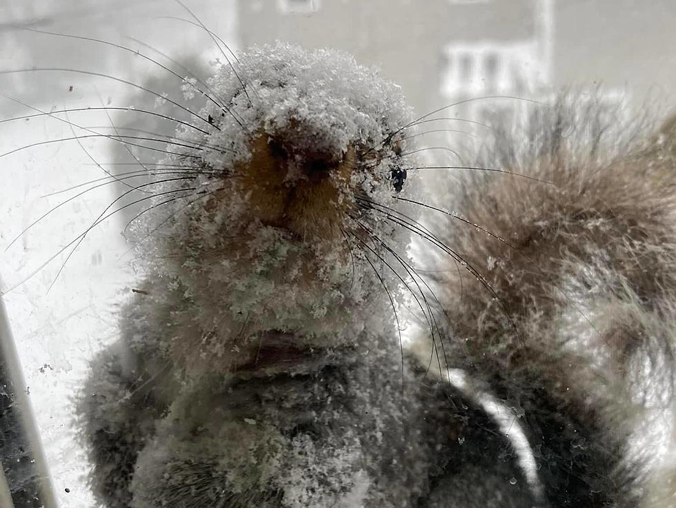 Squirrel in Maine Looks Sugar-Coated Thanks to the Blizzard