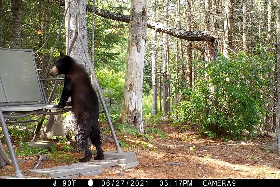 Watch This Young Bear Try to Get on Swing in Maine