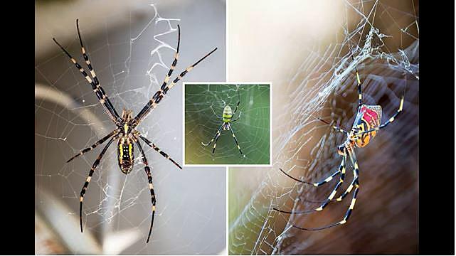 Maine has spiders that can hiss and jump