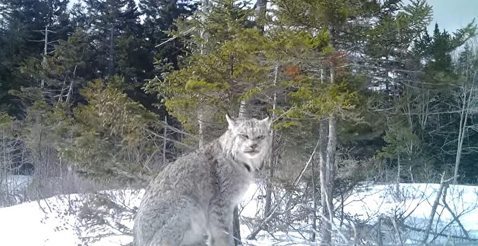 Turn Up the Volume to Hear This Lynx in Maine