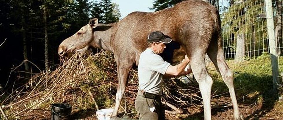 Why is Moose Cheese $300 a Pound and Why Isn't it in Maine? 