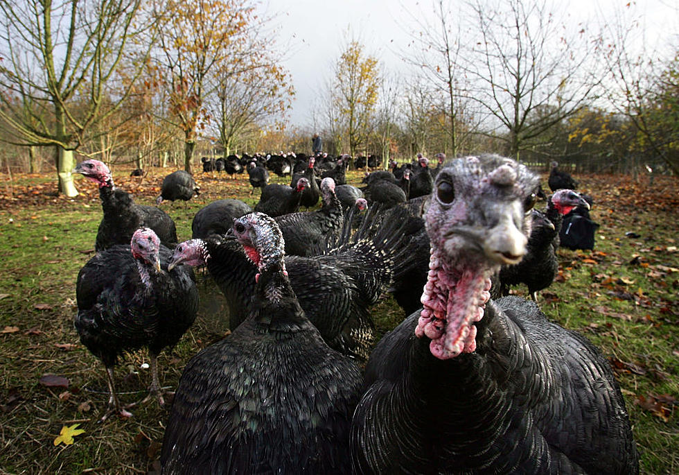 Turkeys Playing Frogger in York? Yes, and Police Are Aware