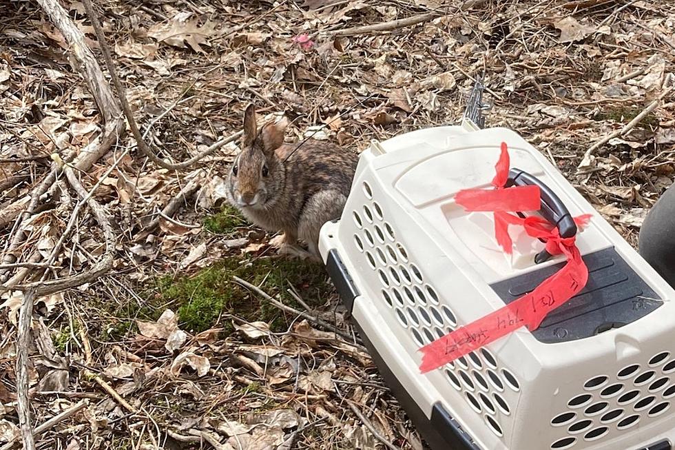 Endangered New England Cottontail Rabbits Released at Scarborough Marsh