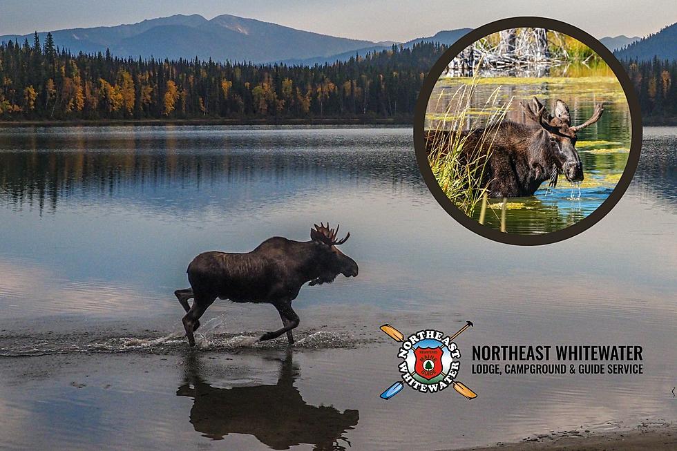 Get Up Close and Personal with a Moose at These Maine Moose Tours