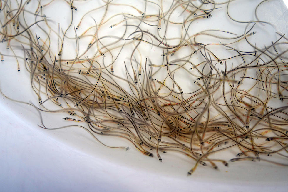 Why Are Maine Elvers So Expensive Selling For Over $2100 a Pound