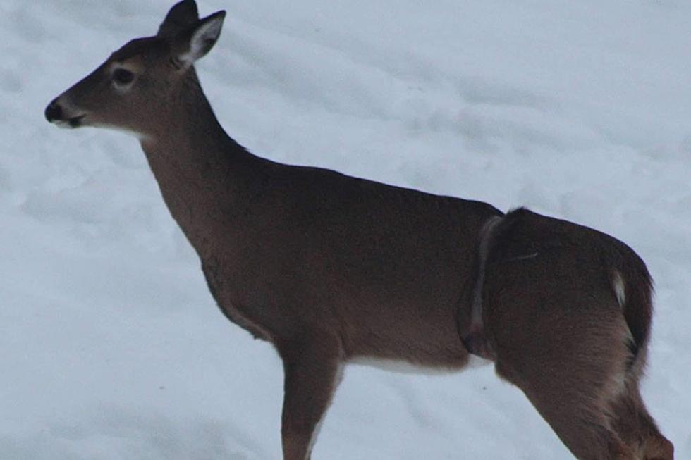 Doe in Maine Spotted With Tight Cable Around Her Waist, Community and Biologists Jump Into Action