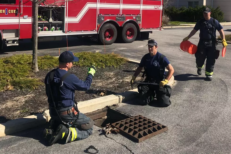 Portland, Maine Fire Department Answers The Call For Stuck Baby Ducks