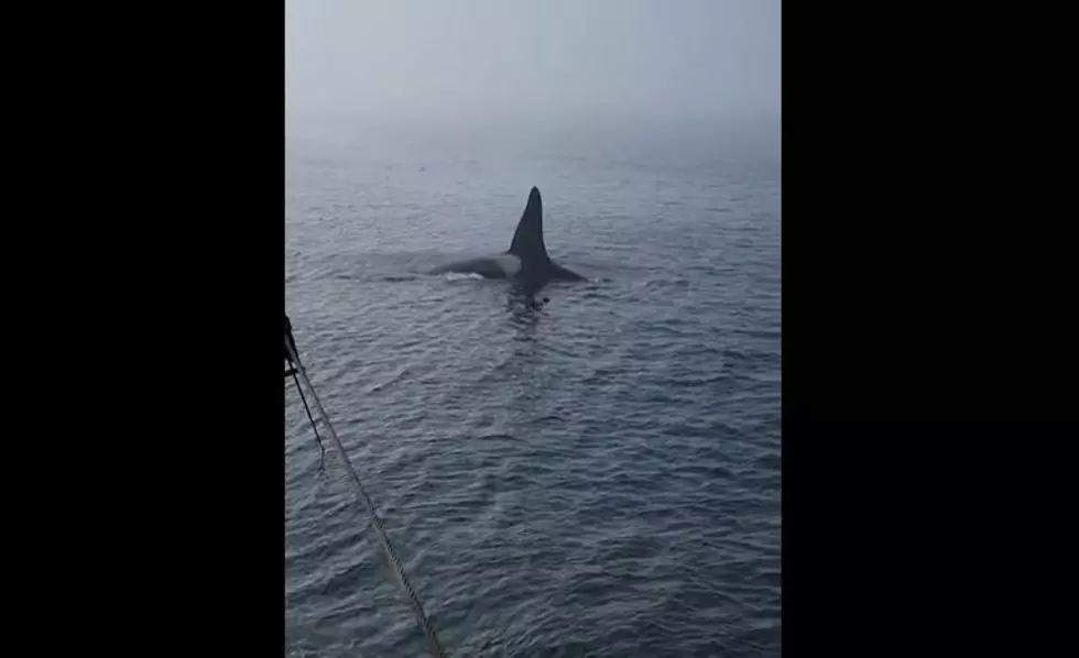 Maine Fisherman Had 20 Foot Killer Whale Swim Alongside His Boat 