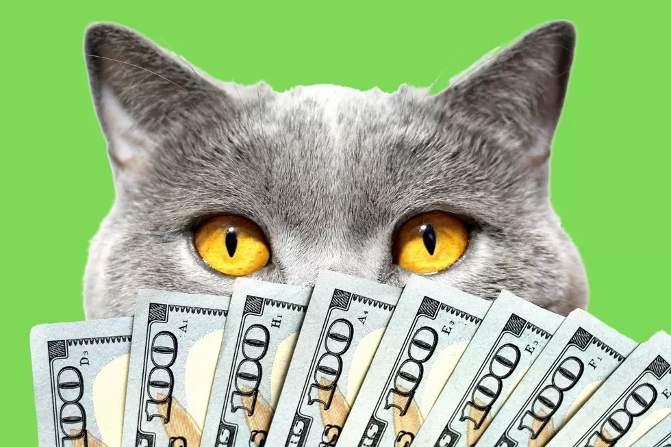 You Can Still Enter Q Morning Show’s Cash Kitty and Score Some Sweet Cash