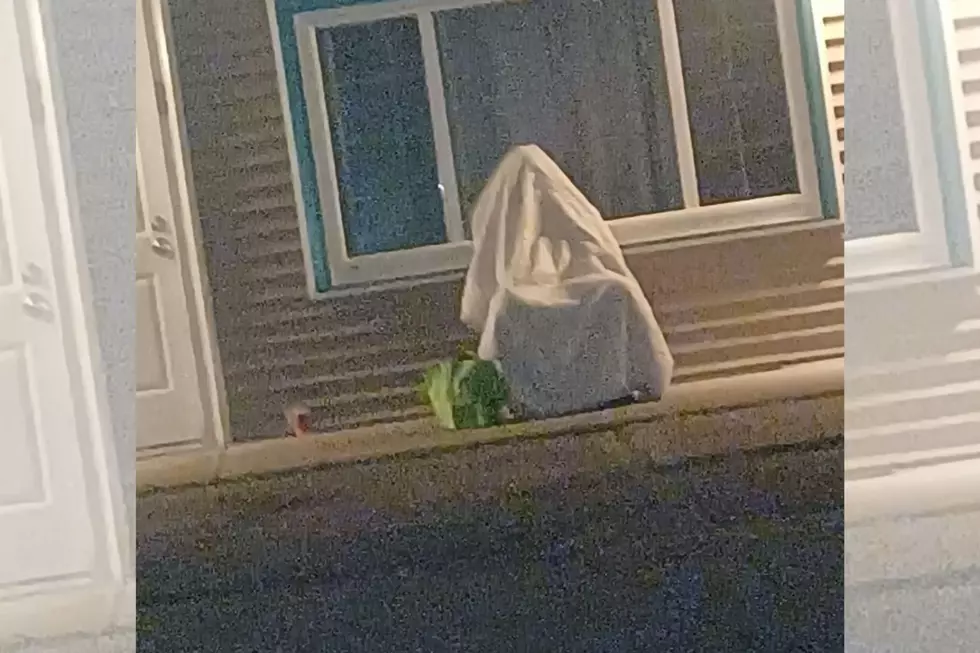 Someone in Belfast, Maine Decided to Hide From Police Under a Sheet