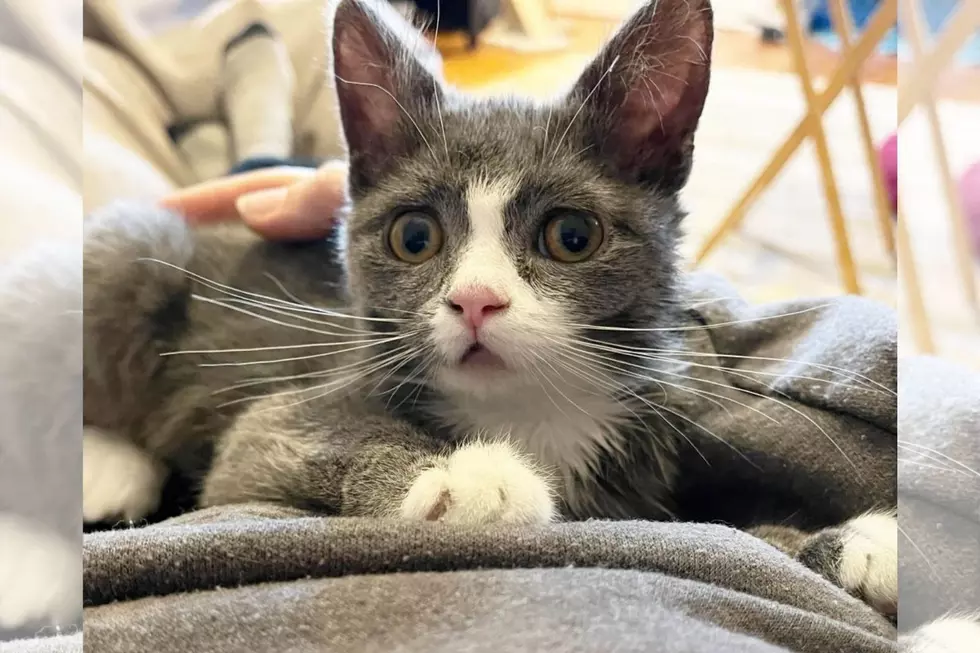 Theresa, a Sweet Special Needs Kitty is Up For Adoption in Maine