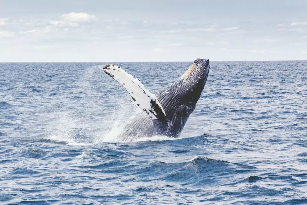 When is The Best Time to Go Whale Watching in New England?