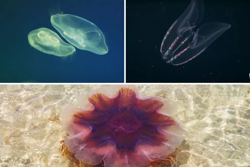 Maine Does Have Jellyfish and One of its Species is The Largest in The World