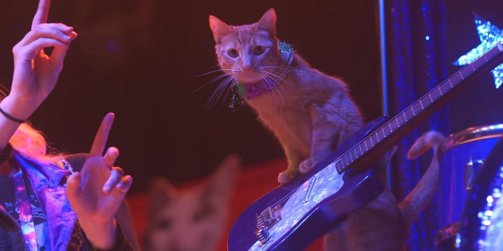 The Acro-Cats Feline Variety Show is Coming to Maine in August