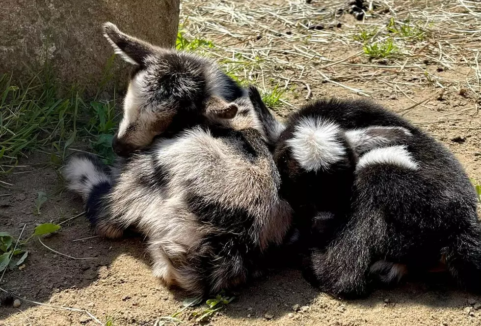 Visit the Adorable Baby Goats Just Born at York’s Wild Kingdom in Maine