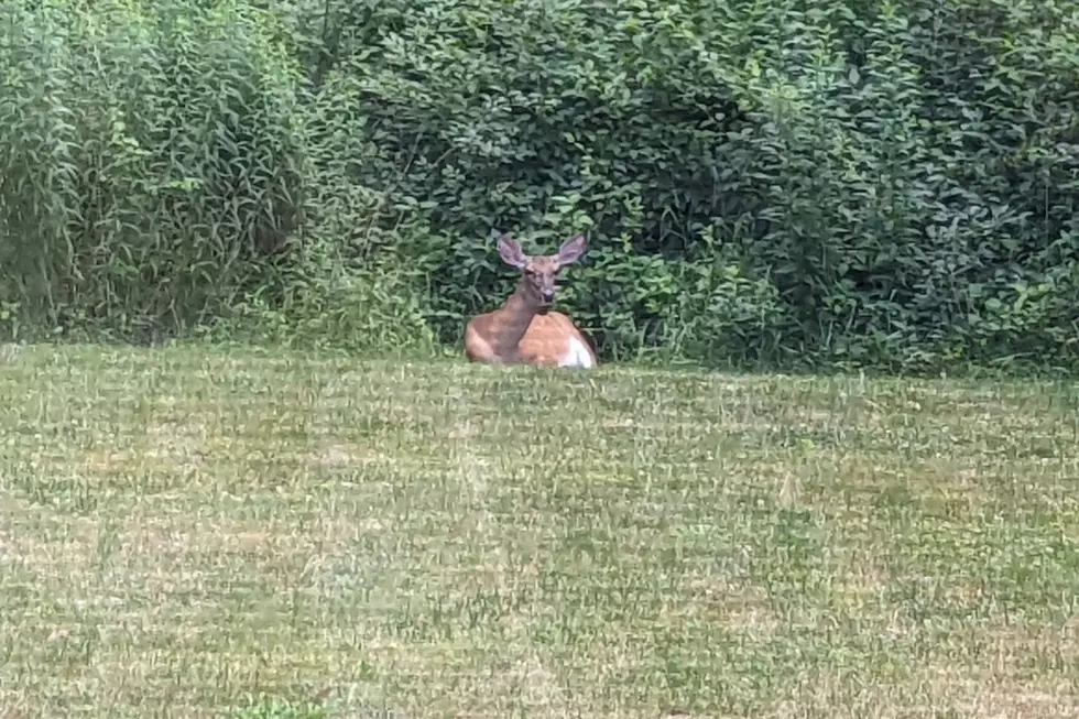 Watch This Deer That Wasn’t Afraid to Lay Down in My Backyard And Stare Right at Me