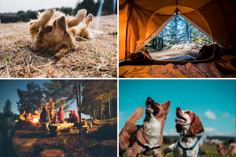 15 Dog-Friendly Campgrounds in Maine