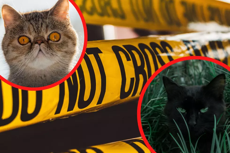 Two Cats in Maine Are Accused Murderers and Sparking a Massive Debate