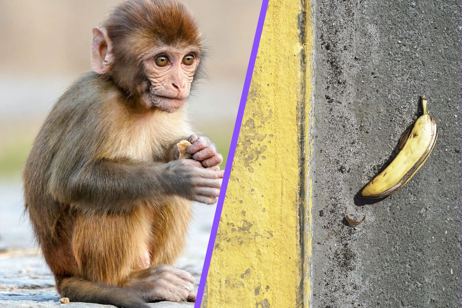 Selfie monkeys' are now endangered because people can't stop eating them