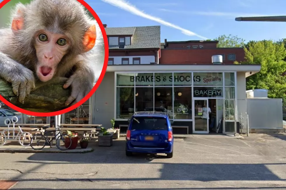 There&#8217;s a Random Monkey on the Loose Making Its Way Around Portland, Maine