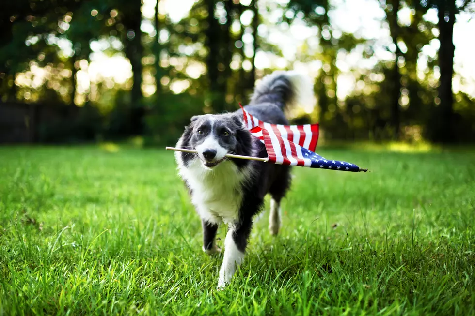 4th of July is the #1 Day for Dogs to Run Away Here's How to Help