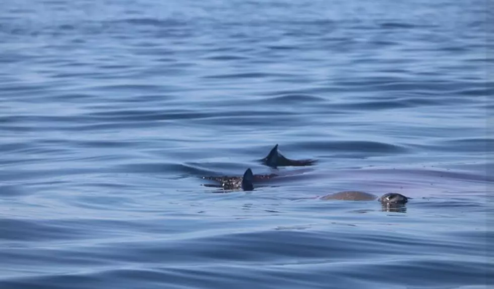 A Great White Shark Captured in Stunning Photos Killing a Seal in Maine