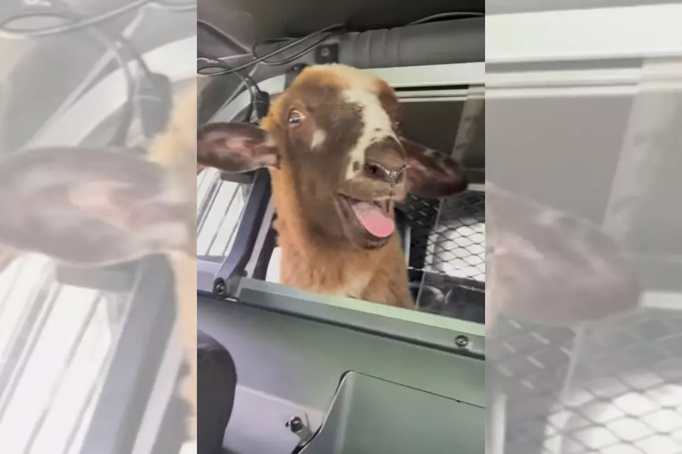 An Escaped Sheep Riding in the Back of a Cop Car in Old Town