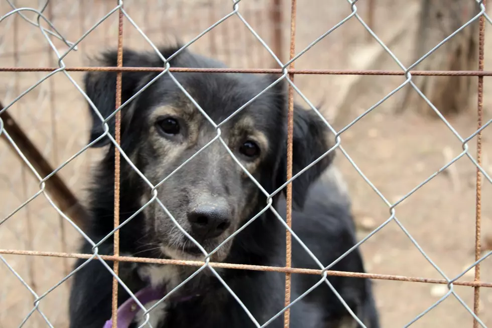 More Pets up for Adoption in Maine After Animal Refuge Rescue 