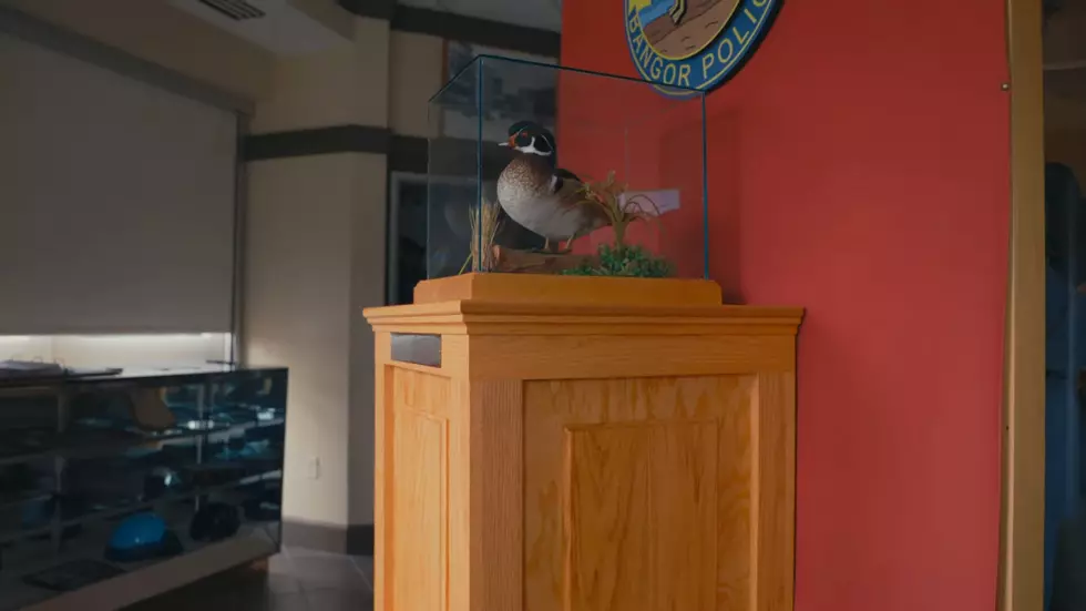 YouTuber Travels 640 Miles To Visit The Duck of Justice at the Bangor, Maine Police Department