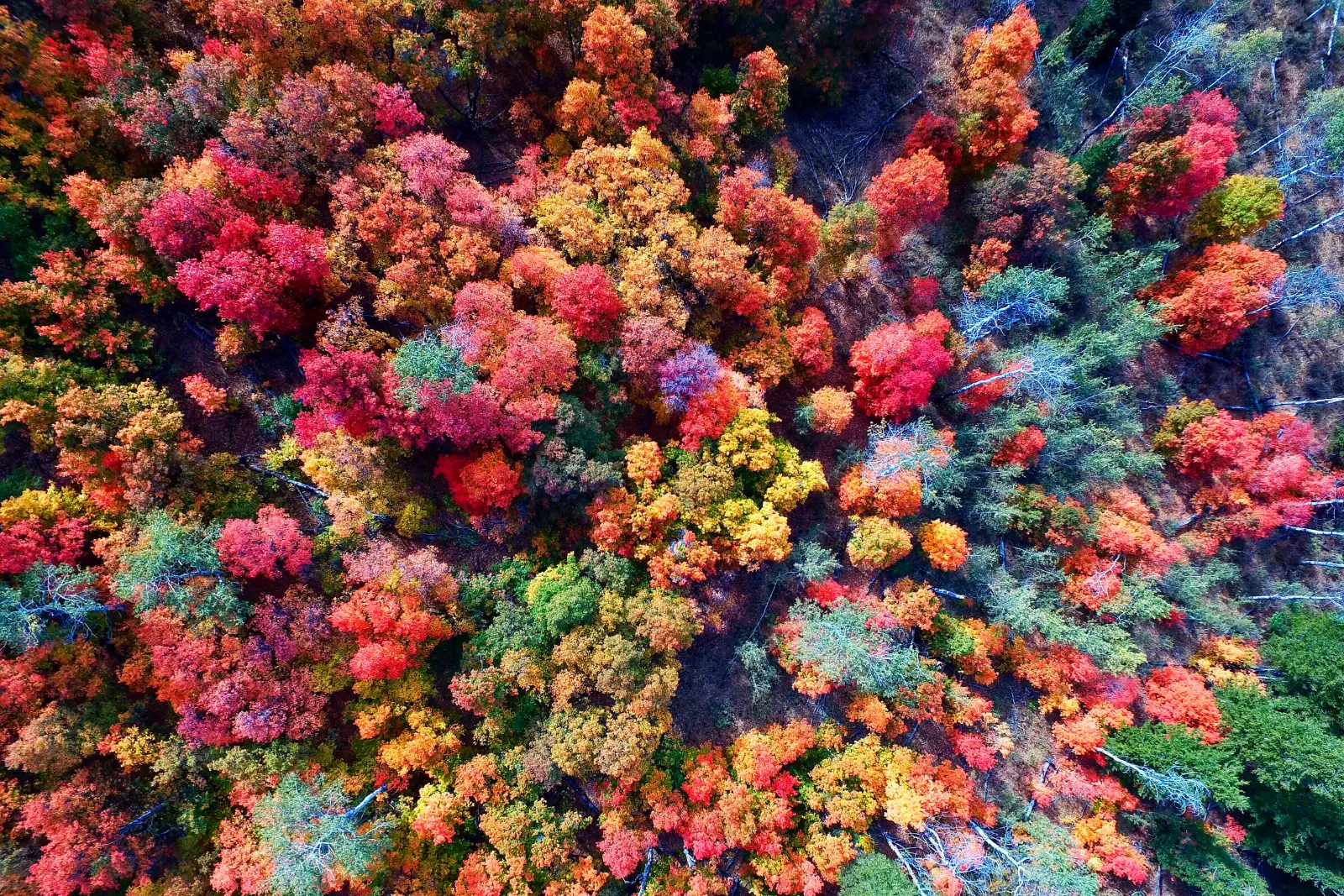 Layne Lawson via Unsplash