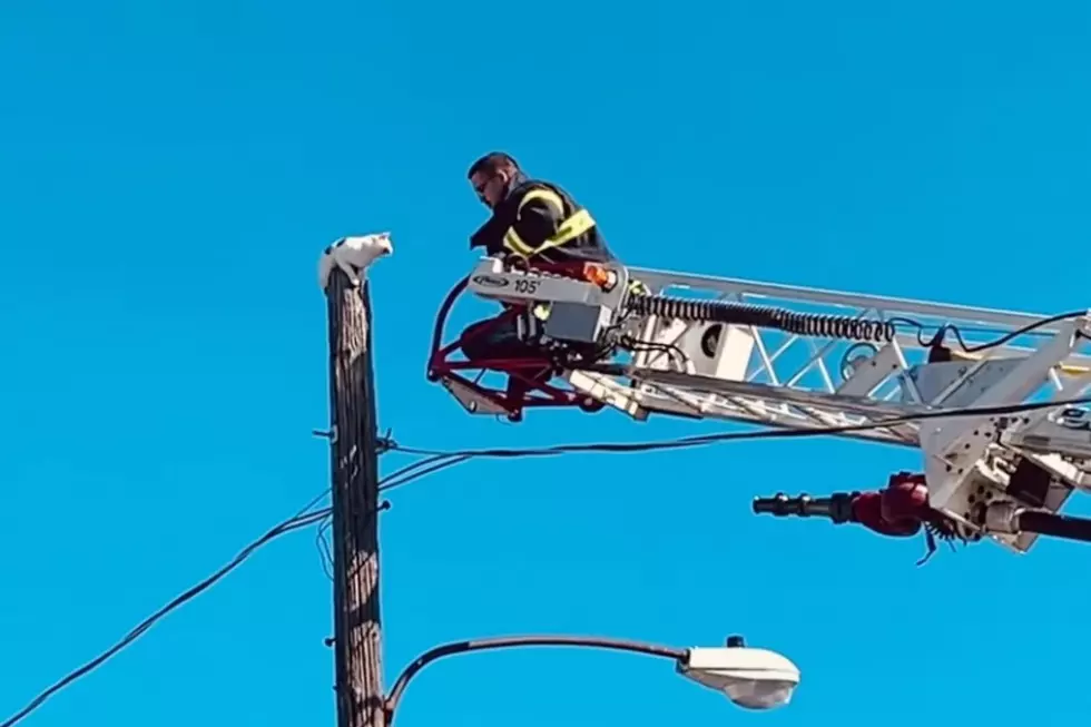 Watch: Massachusetts Firefighters Rescue Scared Kitty From Top of a Utility Pole
