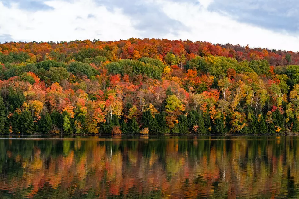 Why Do Leaves Change Color in the Fall in New England?