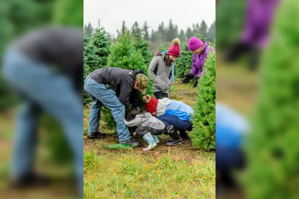Mainers Say These Are the Best Christmas Tree Farms in Southern Maine
