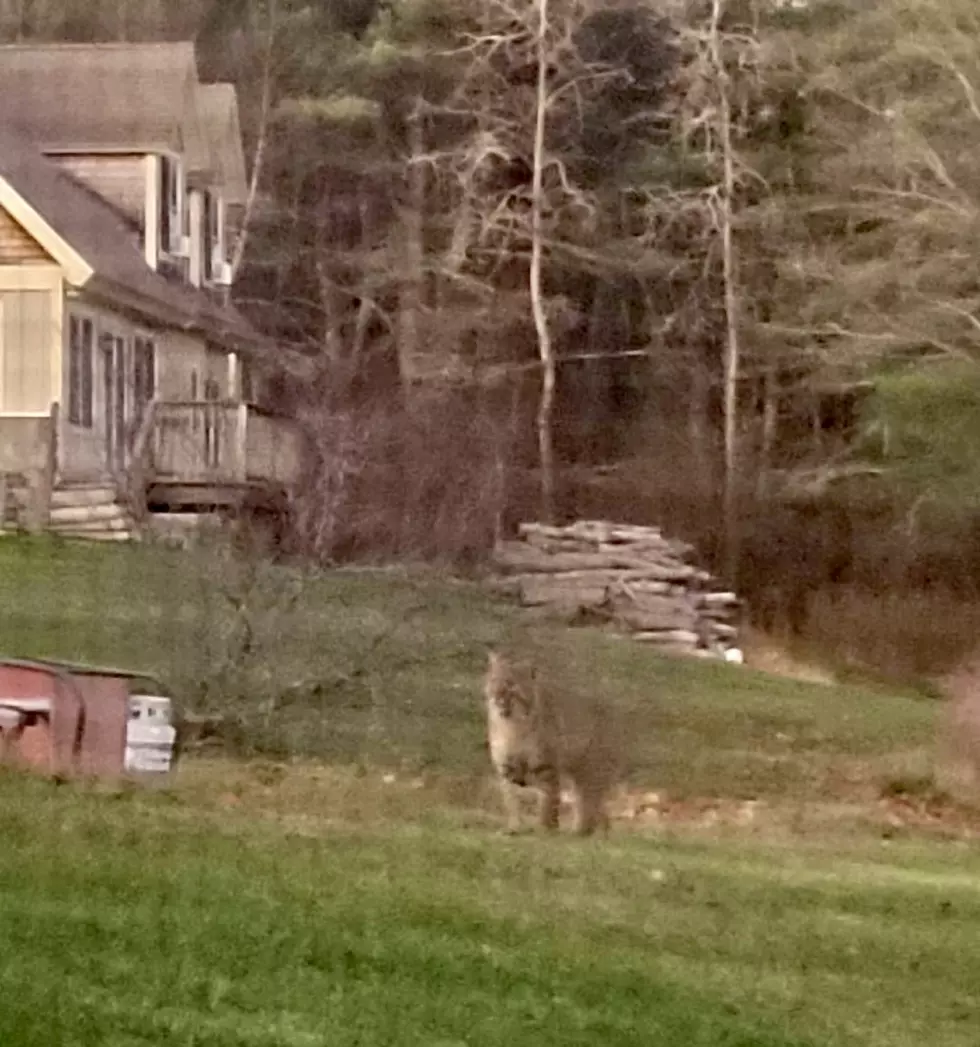 Two Huge Bobcats Were Just Spotted in Cumberland, Maine