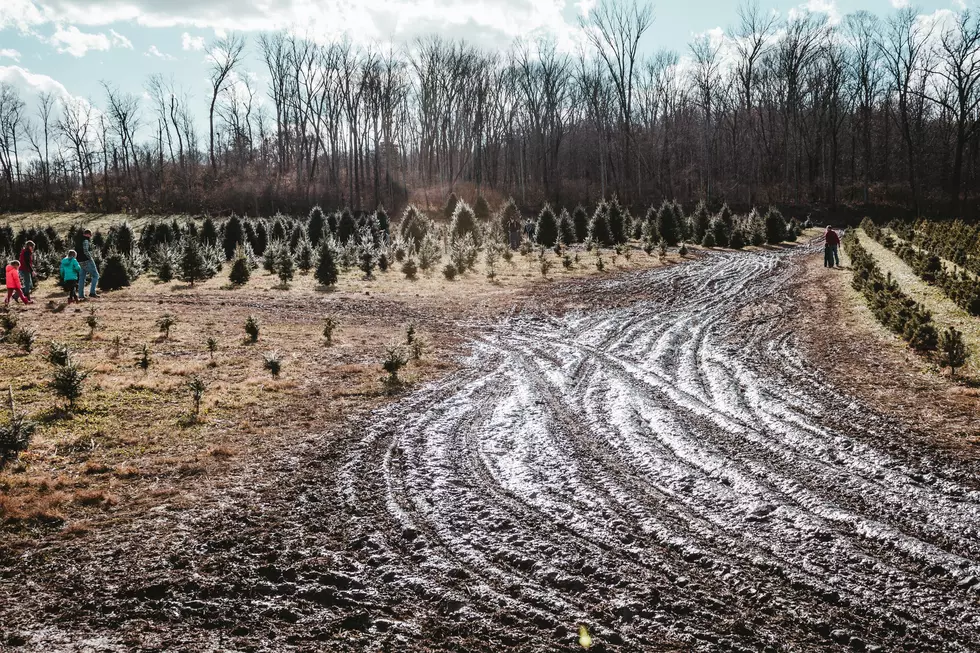 The Recession From 2008 is Messing With Maine's Xmas Tree Supply