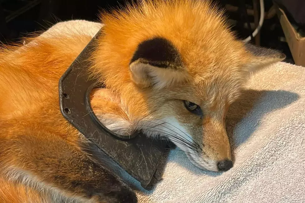 Mainers Come Together to Save Fox&#8217;s Life After Months With Crab Vent Around Its Neck