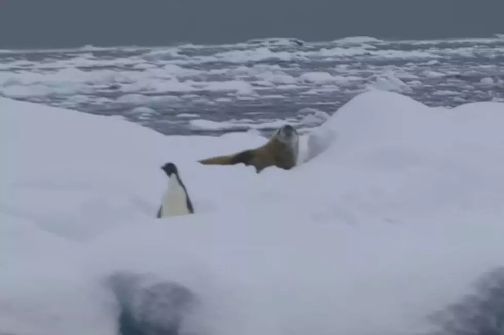 Watch WMTW Meteorologist Sarah Long Vacationing in Antarctica With Seals and Penguins