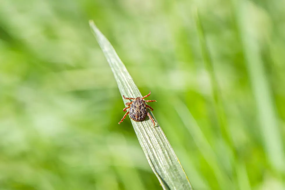 If You Thought Tick Season Was Over in Maine, Guess Again