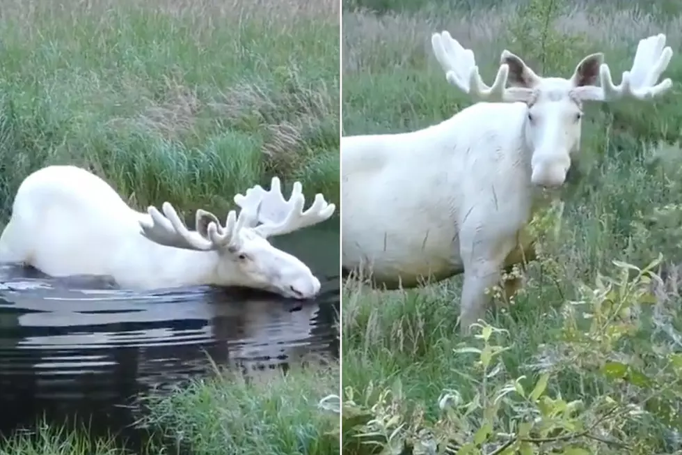 Are There White Moose in Maine?