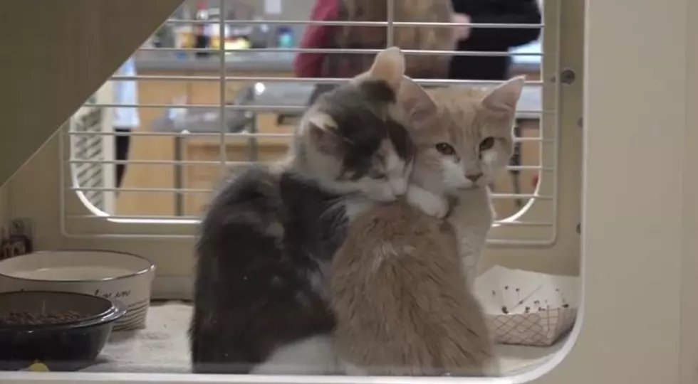 VIDEO: Watch Two Kitties Hug Each Other at Bangor Humane Society 