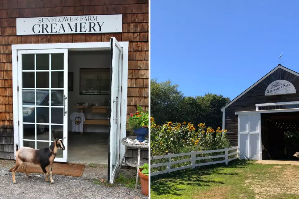 Unique Maine Airbnb on a Dairy Farm Lets You Snuggle With Goats
